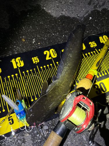 ナマズの釣果