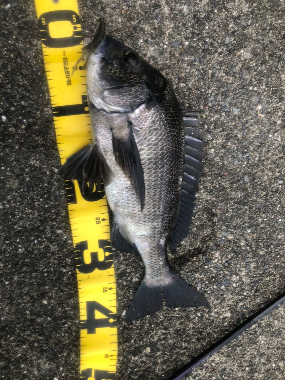 SHIMANO 20ブレニアス BB S70MLの最安値・インプレ・釣果 | 本音の