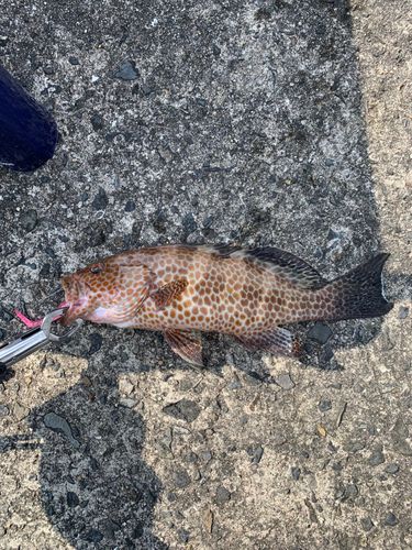 オオモンハタの釣果