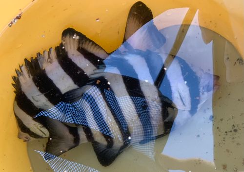 イシダイの釣果