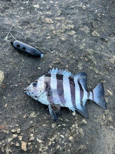 イシダイの釣果