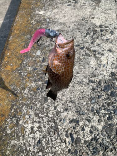オオモンハタの釣果
