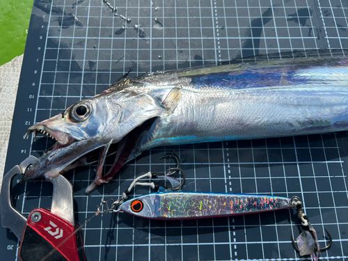 タチウオの釣果