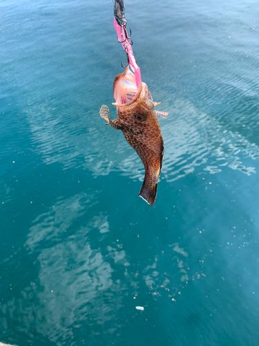 オオモンハタの釣果