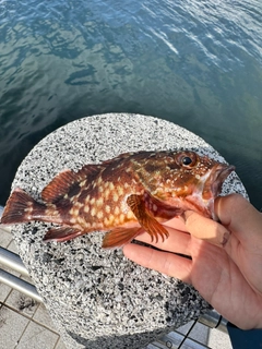 カサゴの釣果