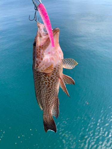オオモンハタの釣果