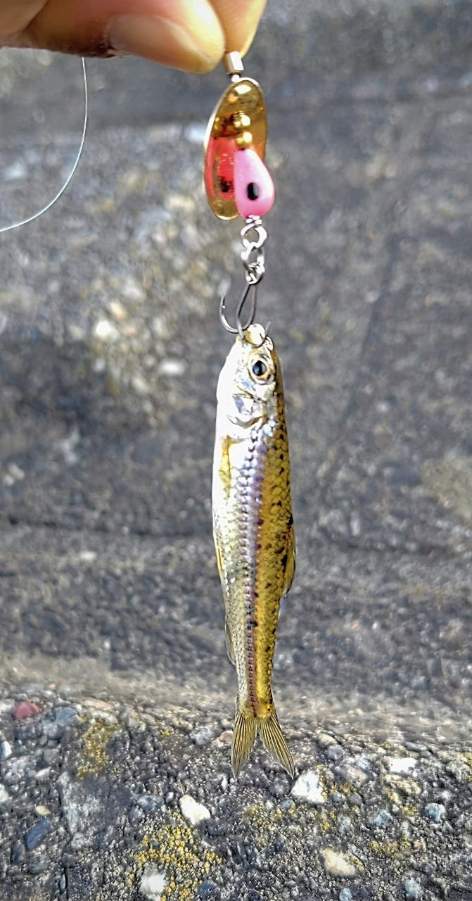 MajorCraft トラパラ ネイティブ TXS-B4102ULの最安値・インプレ・釣果