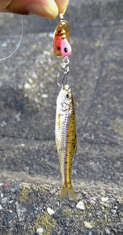 モロコの釣果