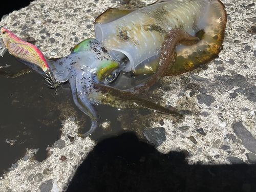 アオリイカの釣果