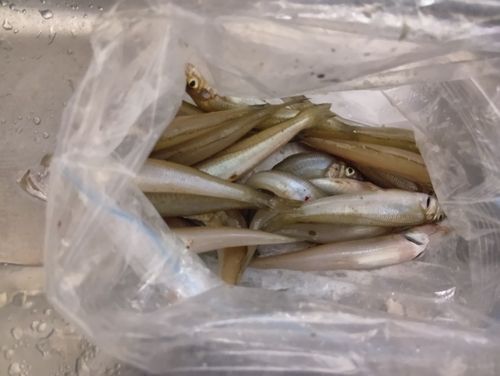 キスの釣果