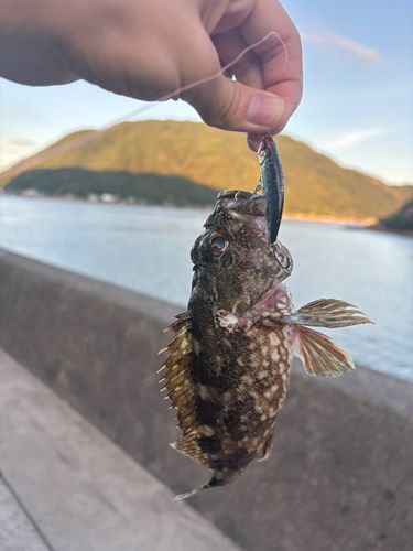 アラカブの釣果