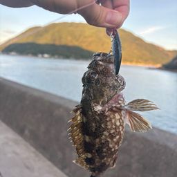 アラカブ