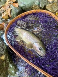イワナの釣果
