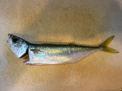 サバの釣果