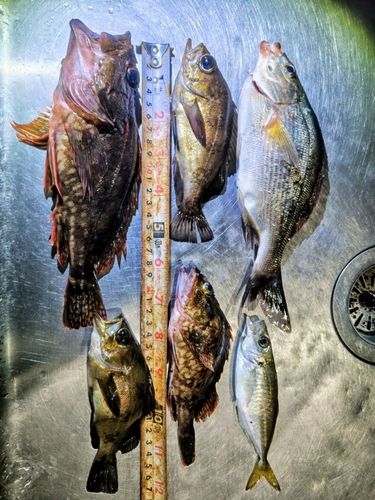 カサゴの釣果