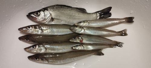 セイゴ（ヒラスズキ）の釣果