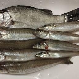 セイゴ（ヒラスズキ）