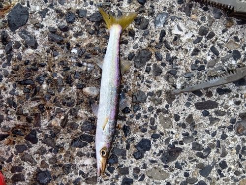 カマスの釣果