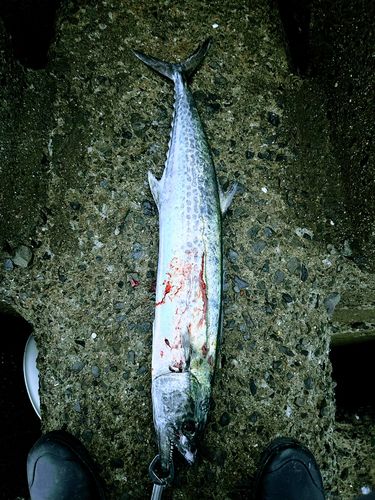 サワラの釣果