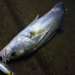 フッコ（マルスズキ）