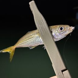 アジ