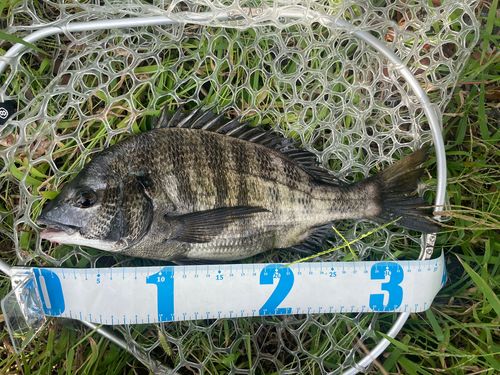 チヌの釣果