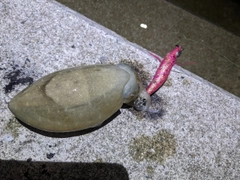 コウイカの釣果