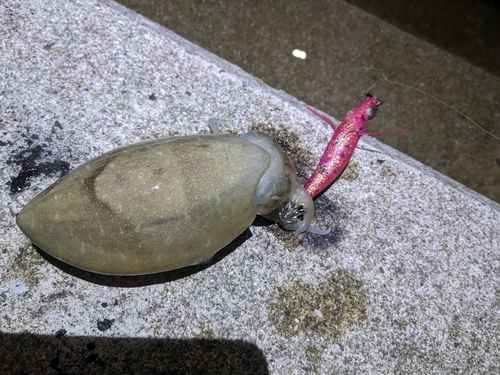 有明海