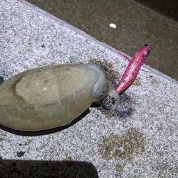 コウイカ