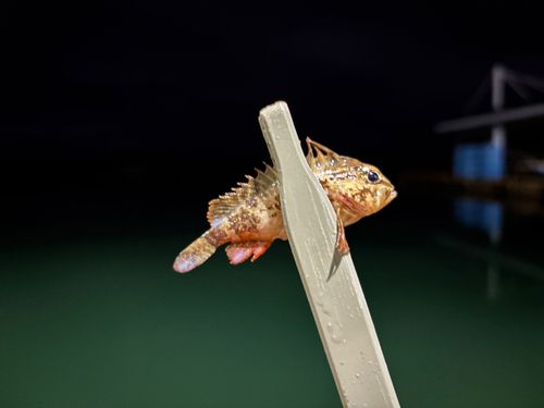 ハオコゼの釣果