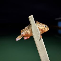 ハオコゼ