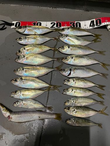アジの釣果