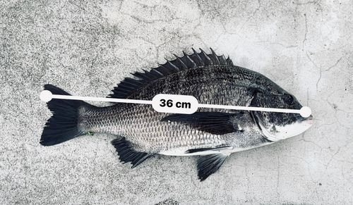 チヌの釣果