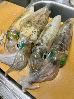 アオリイカの釣果