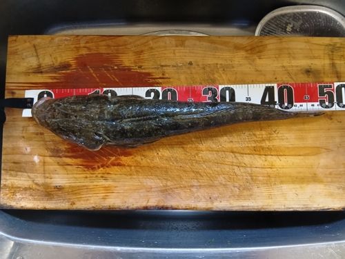マゴチの釣果