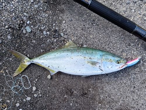 ヤズの釣果