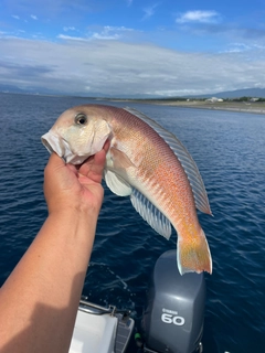 シロアマダイの釣果