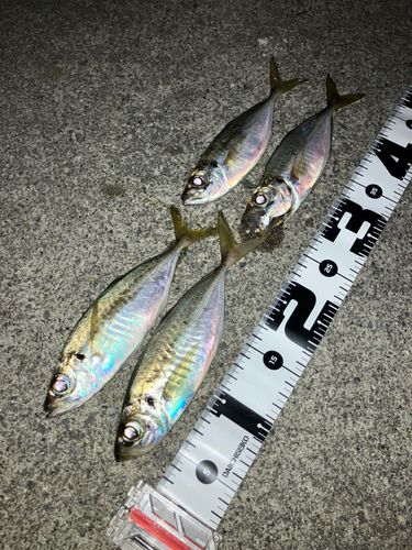アジの釣果