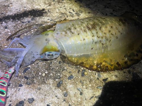 アオリイカの釣果