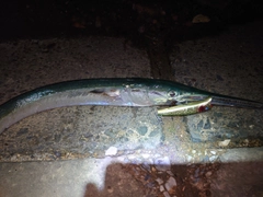 ダツの釣果