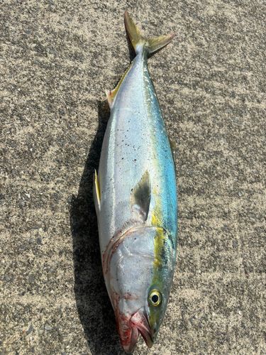 三陸海岸（岩手）