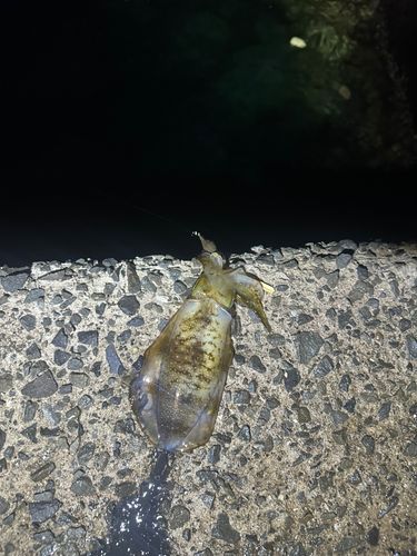 錦江湾