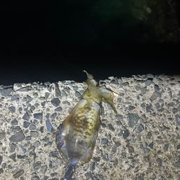 アオリイカ