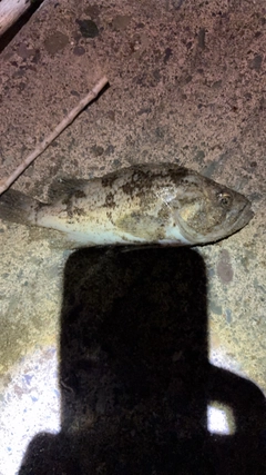ソイの釣果