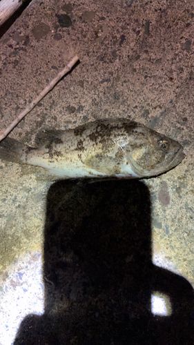 ソイの釣果