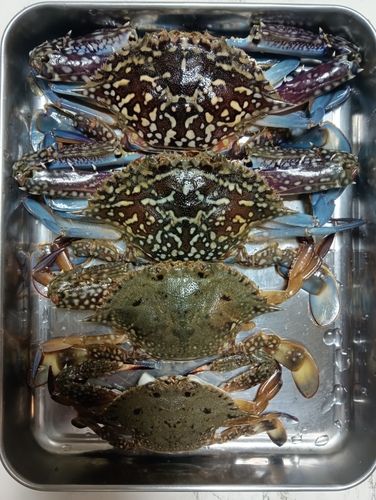 小浜湾