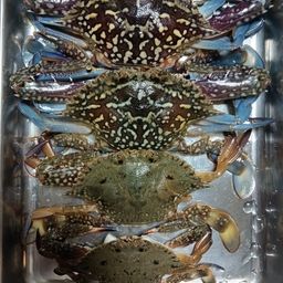 タイワンガザミ