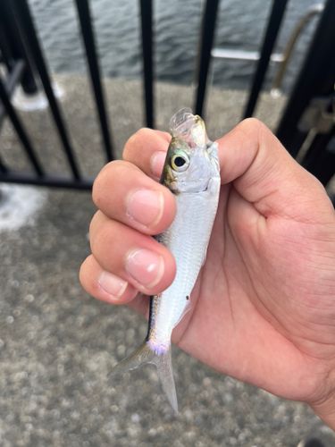 サッパの釣果