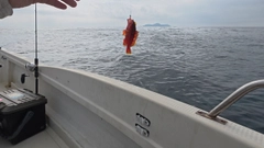 アカハタの釣果