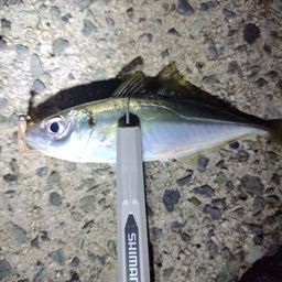 アジ